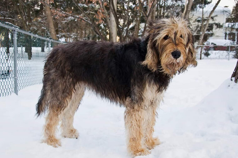 Otterhound