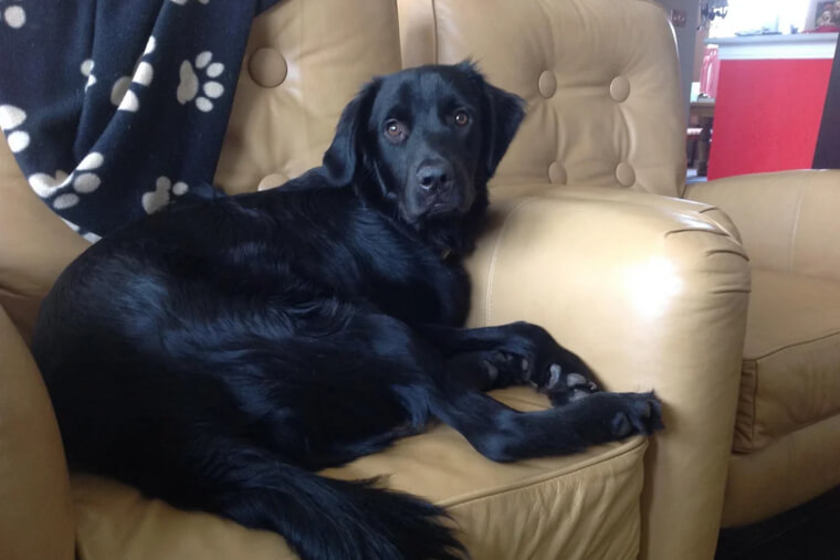 Flat-Coated Retriever