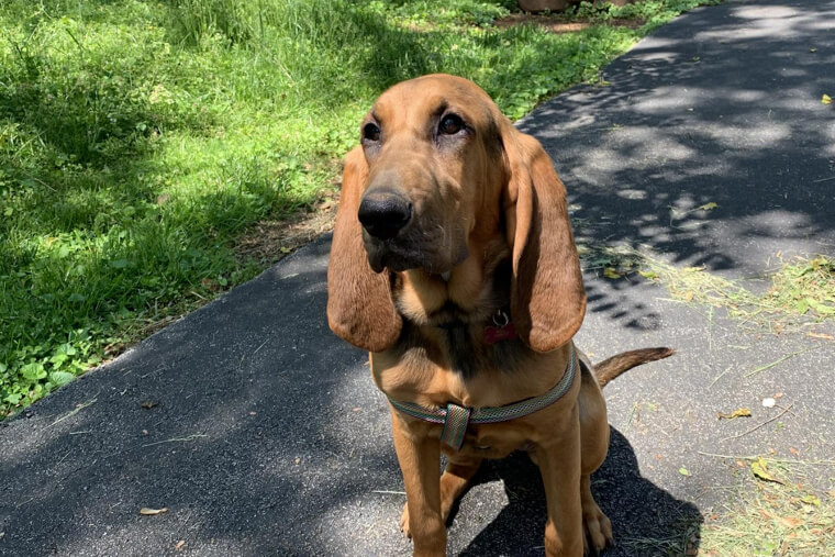 Bloodhound