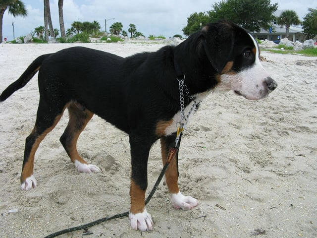 Greater Swiss Mountain Dog