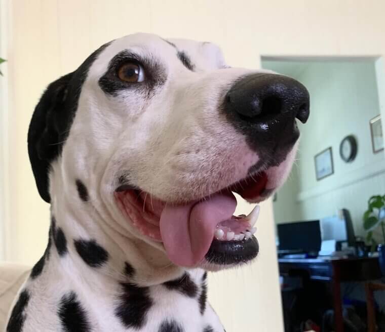Dalmatian