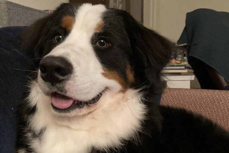 Bernese Mountain Dog