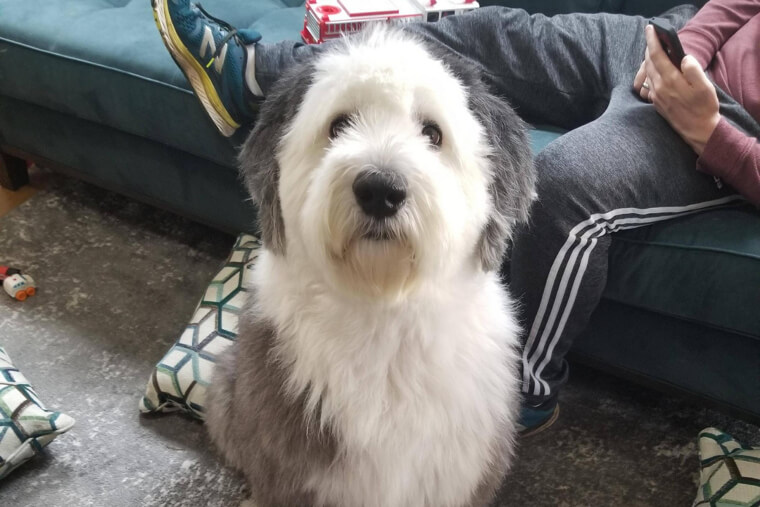 Old English Sheepdog