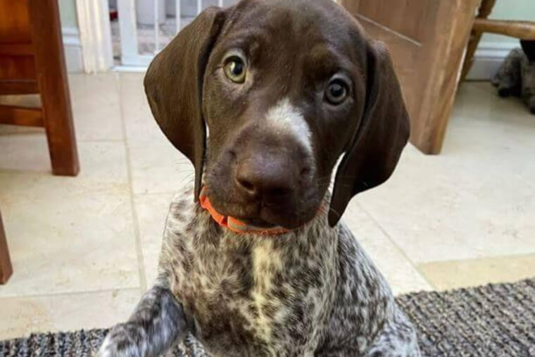 German Shorthaired Pointer