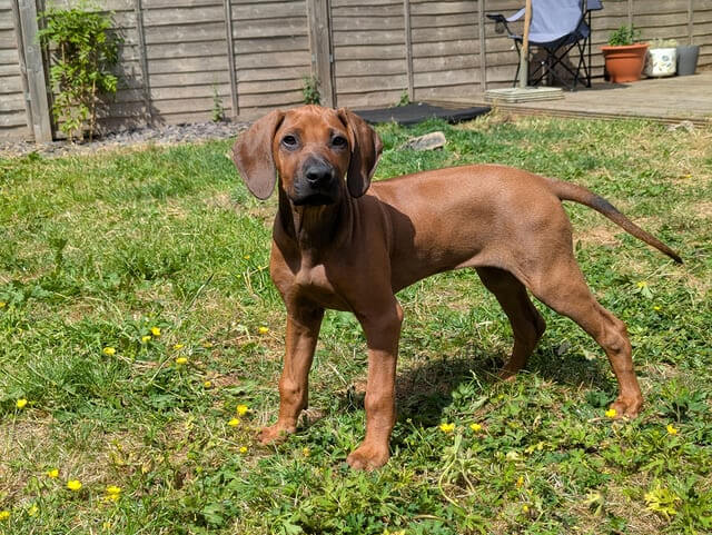 Rhodesian Ridgeback