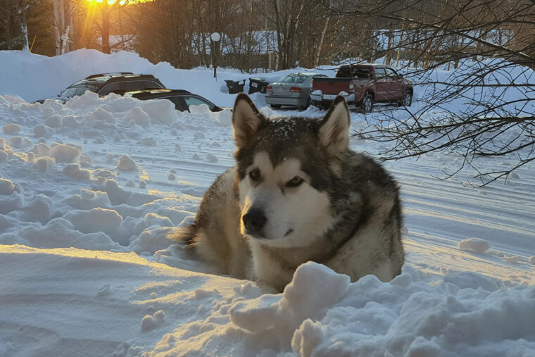 Alaskan Malamute