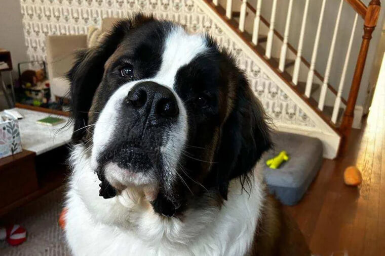 Saint Bernard