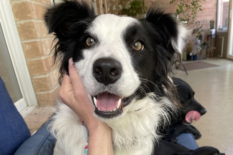 Border Collie