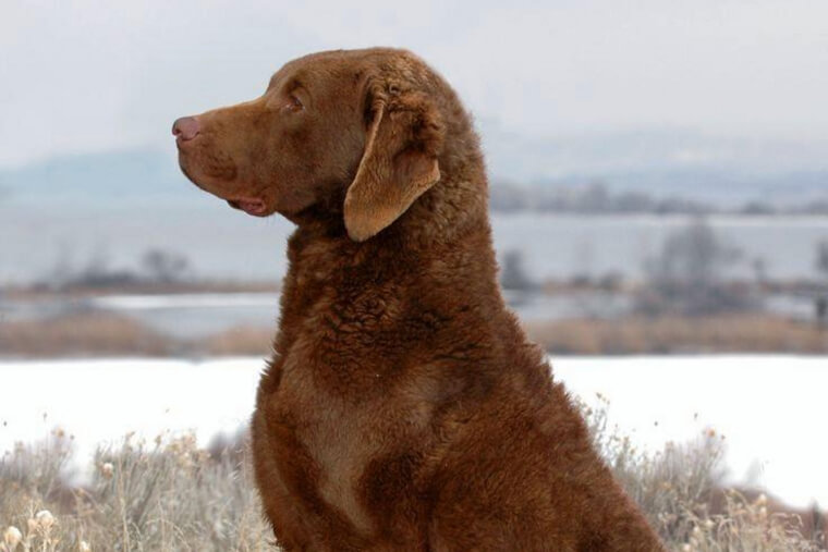 Chesapeake Bay Retriever