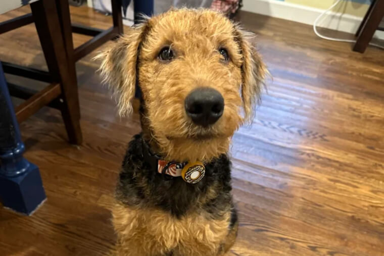 Airedale Terrier