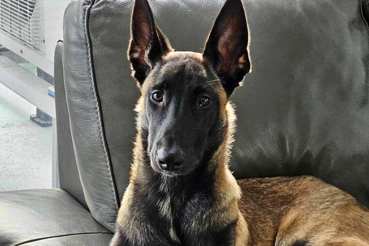 Belgian Malinois