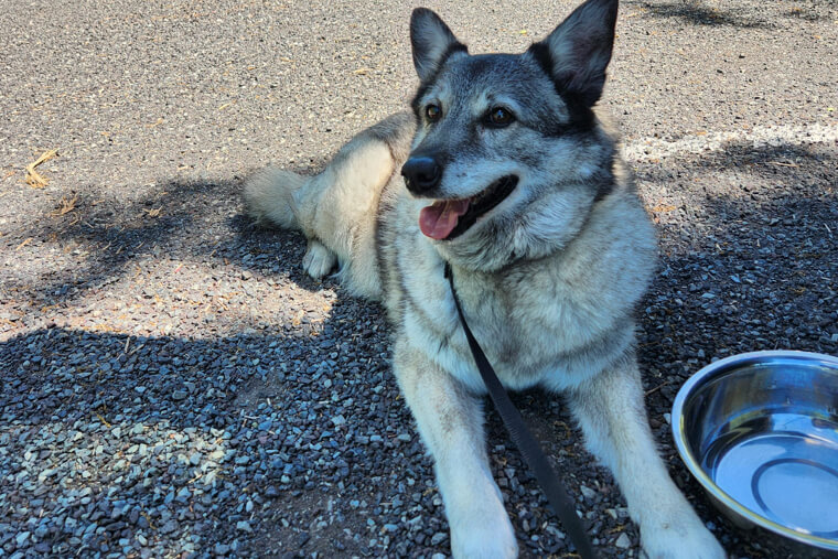 Norwegian Elkhound