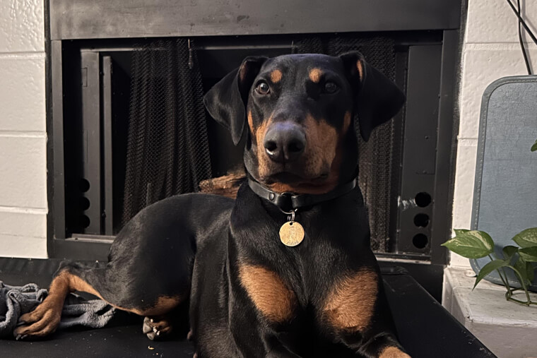 Doberman Pinscher