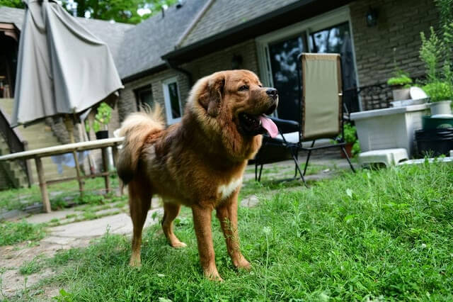 Tibetan Mastiff