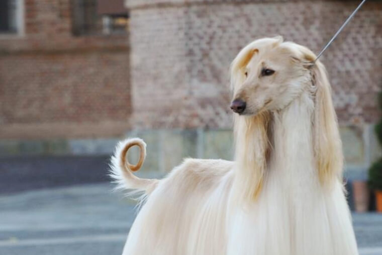 Afghan Hound