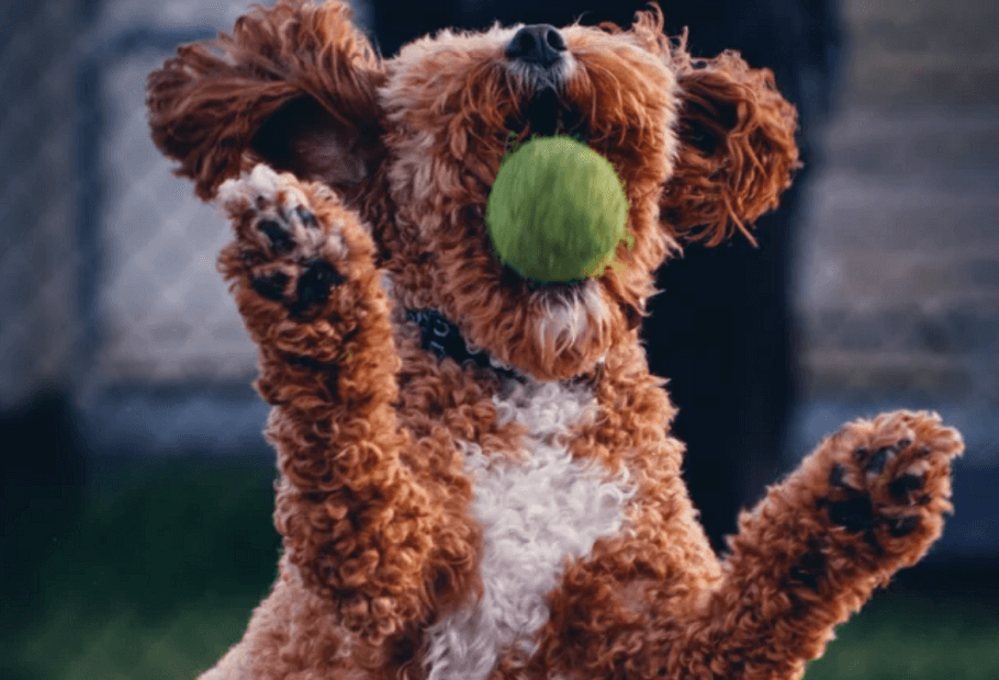 Popular Dog Breeds That Actually Struggle in Small Homes