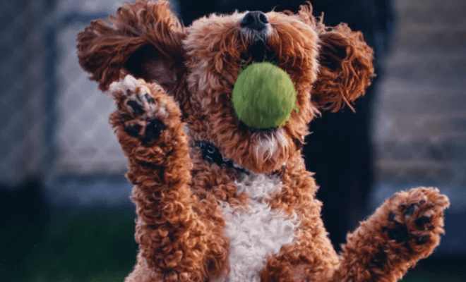 Popular Dog Breeds That Actually Struggle in Small Homes