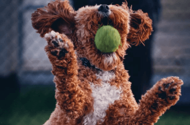 Popular Dog Breeds That Actually Struggle in Small Homes