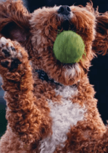 Popular Dog Breeds That Actually Struggle in Small Homes