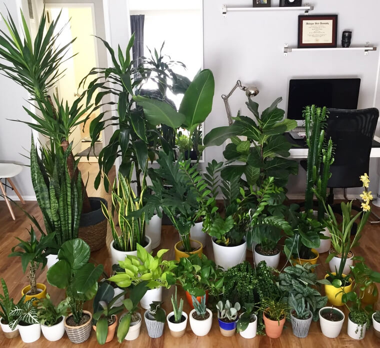 Indoor Plants Everywhere
