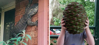 30+ Pictures That Prove Australia Is Land Of The Nope