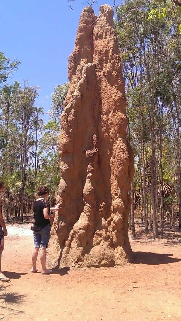 Large Termite Mound