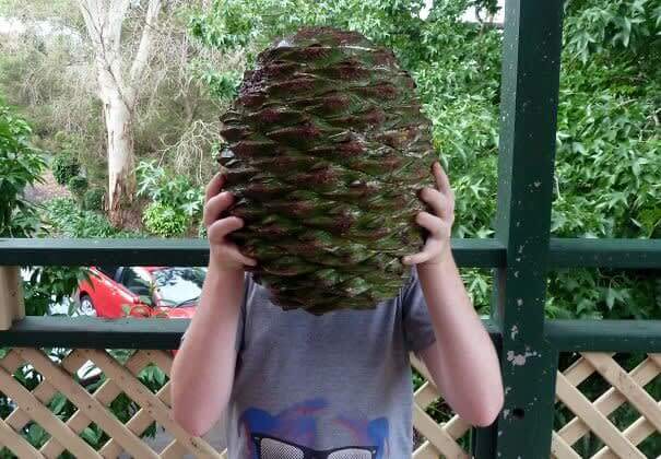 Pine Cones That Can Kill People