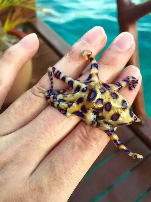 Highly Venomous Octopus On Someone's Hand