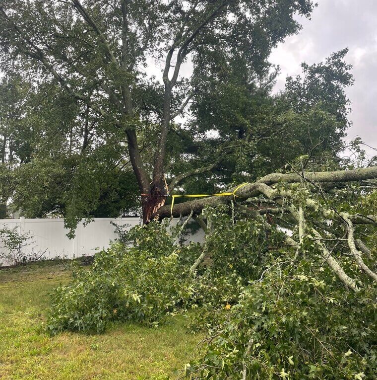 Tree Removal and Large Branch Pruning