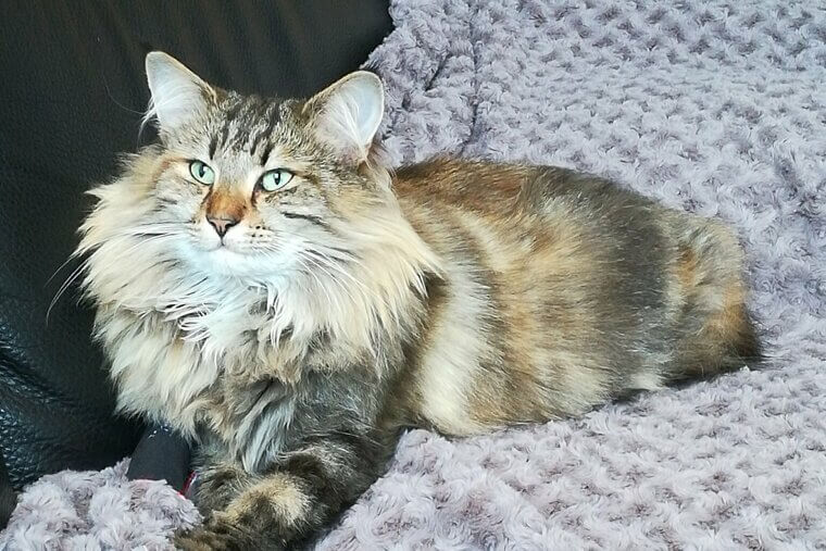 Norwegian Forest Cat