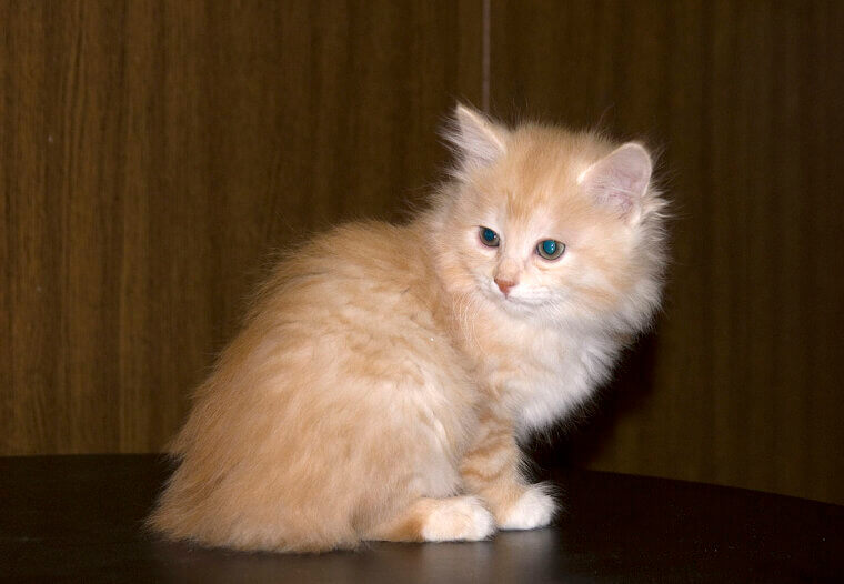 Kurilian Bobtail