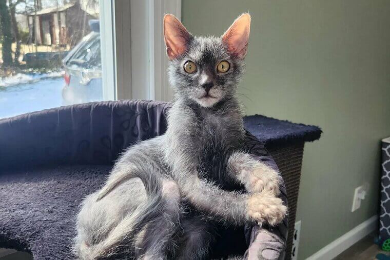 Lykoi