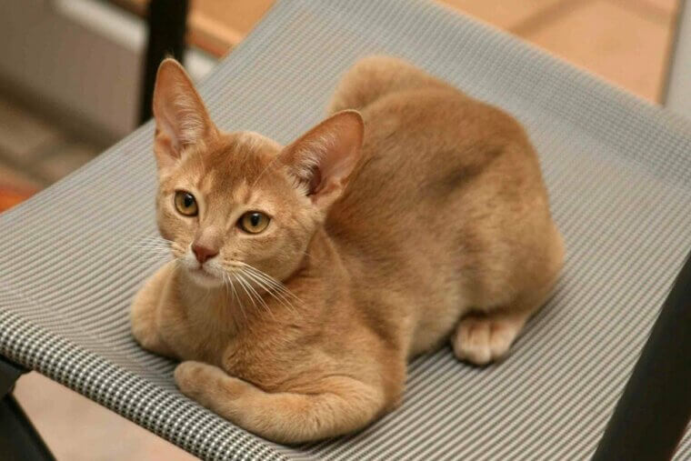 Abyssinian