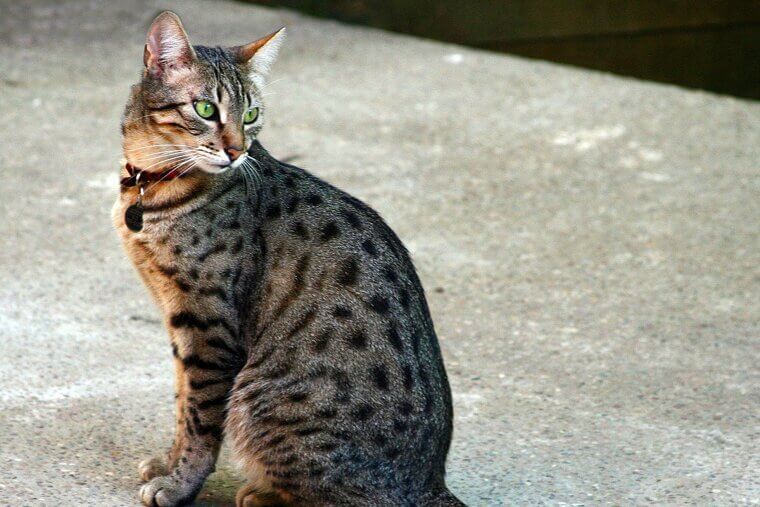 Egyptian Mau