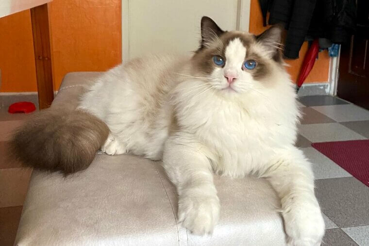 Ragdoll