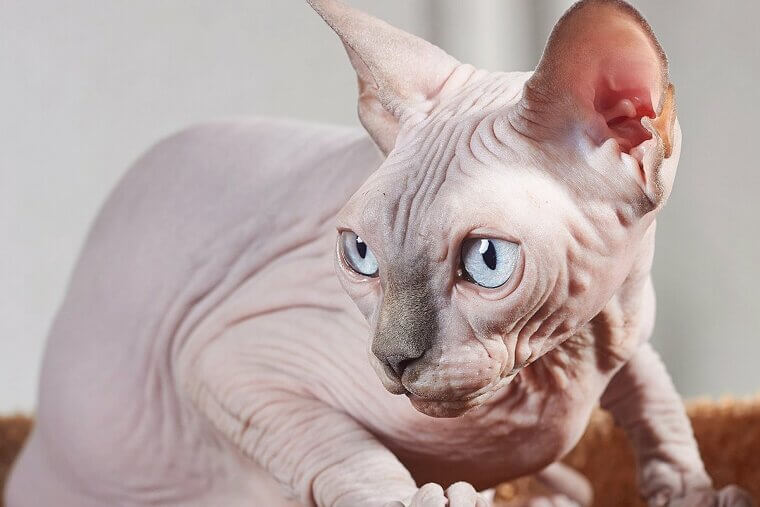 Sphynx