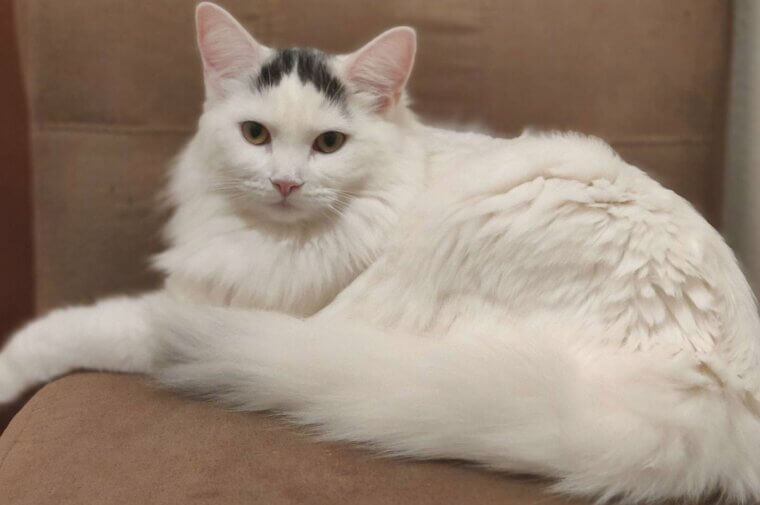 Turkish Van