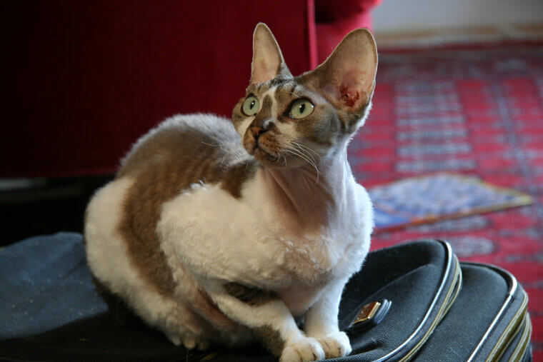 Devon Rex