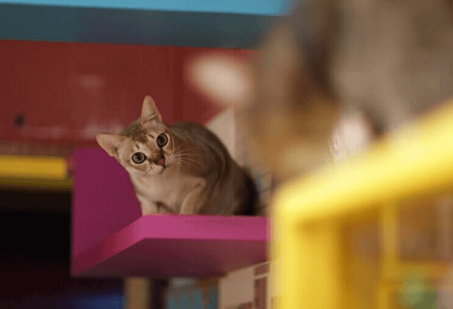 Unique Cat Breeds That Will Surprise Even Lifelong Cat Lovers