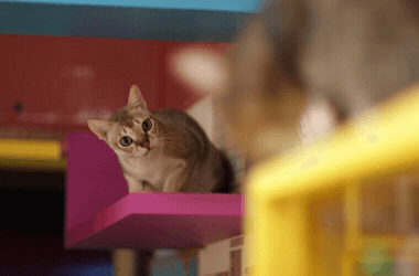 Unique Cat Breeds That Will Surprise Even Lifelong Cat Lovers