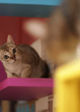 Unique Cat Breeds That Will Surprise Even Lifelong Cat Lovers