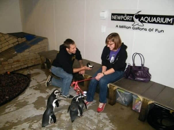 The Penguins Are The Witnesses Of Our Love