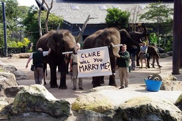 Jumbo Elephant Proposal