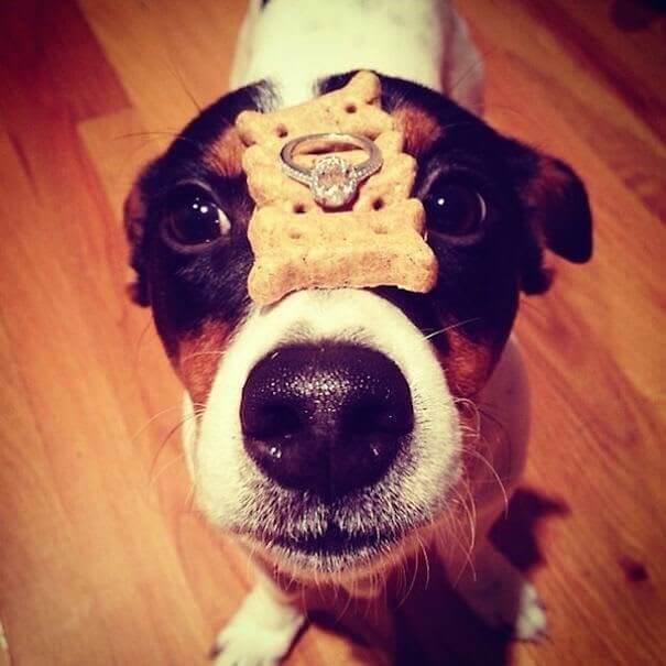 Cutest Proposal In The World