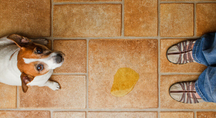 A Secret Pet Training Tool