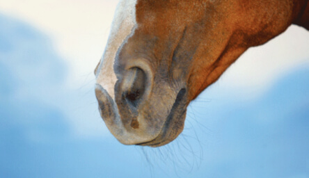 One for the Horse-Lovers