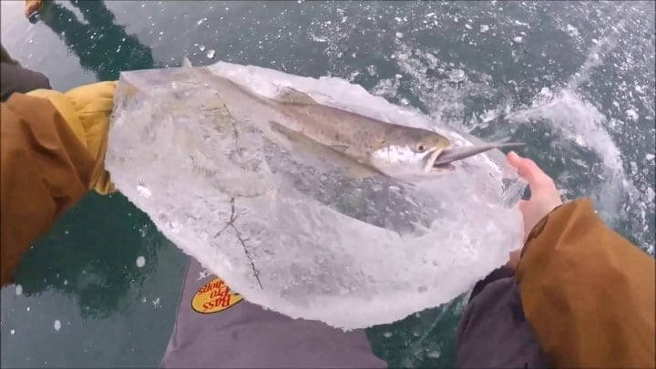 A Fish Caught In The Cold