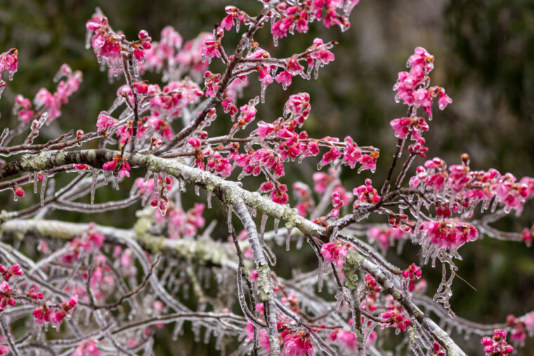 Flower Buds In Ice