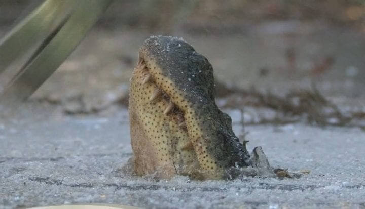 A Frozen Alligator