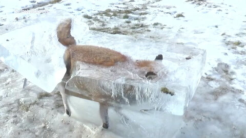 A Fox In Solid Ice
